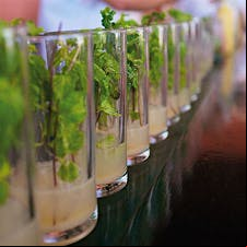 A lineup of mojitos.