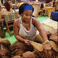 Woman rolling tobacco in La Corona cigar factory, Havana, Cuba.