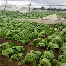 Windsor Locks tobacco field.