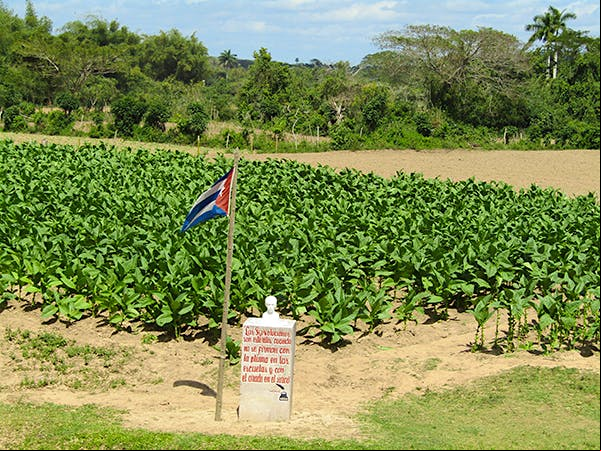 Pinar del Rió's San Juan y Martinez growing region Pinar del Rió's San Juan y Martinez growing region